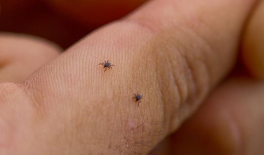 Jetzt vor Zeckenstichen schützen Zwei Zecken krabbeln über einen Finger.