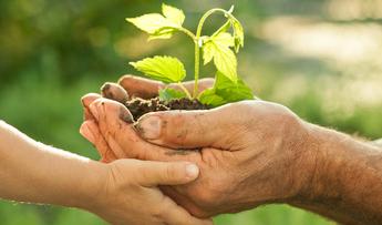 Umwelttechnische Beratung für Ihr Unternehmen Zwei Hände halten eine kleine Pflanze.